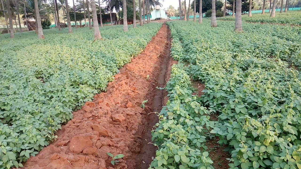 கொள்ளு சாகுபடி