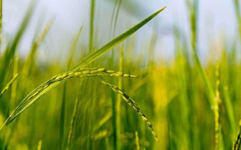 நவரை என்னும் கார்த்திகைப் பட்டத்திற்கு ஏற்ற நெல் இரகங்கள்! 1 நவரை