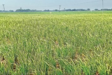 மானாவாரி புழுதிக்கால் சாகுபடிக்கு உகந்த நெல் இரகம்!