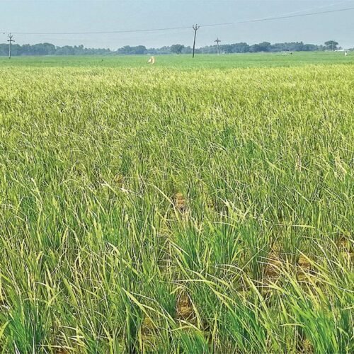 மானாவாரி புழுதிக்கால் சாகுபடிக்கு உகந்த நெல் இரகம்!