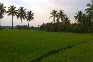 சொர்ணவாரி பட்டத்துக்கு ஏற்ற நெல் இரகங்கள்!