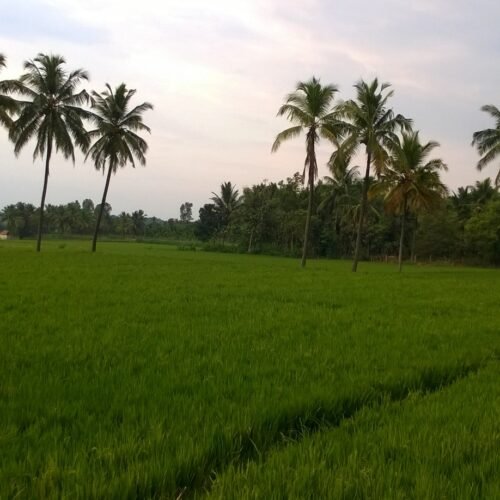 சொர்ணவாரி பட்டத்துக்கு ஏற்ற நெல் இரகங்கள்!