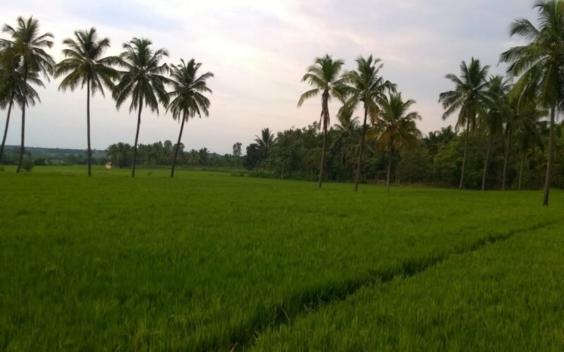 சொர்ணவாரி பட்ட