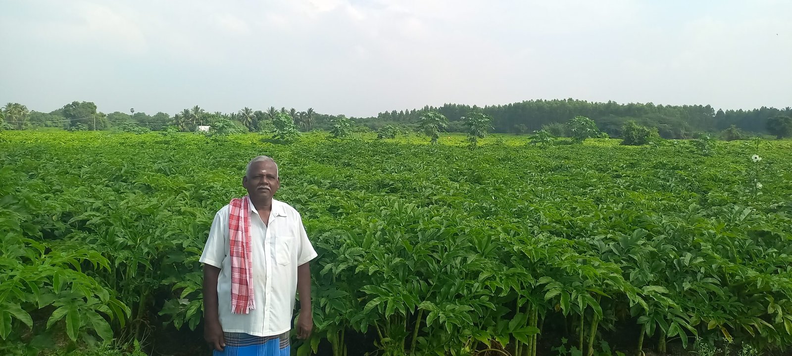 சேனைக் கிழங்கு சாகுபடியில் KVK மூலம் சாதித்த விவசாயி!