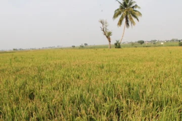 களர், உவர் மண்ணில் பயிரிட ஏற்ற நெல் இரகங்கள்!