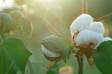 அடர் நடவு பருத்தி சாகுபடி!