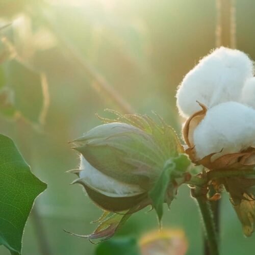 அடர் நடவு பருத்தி சாகுபடி!