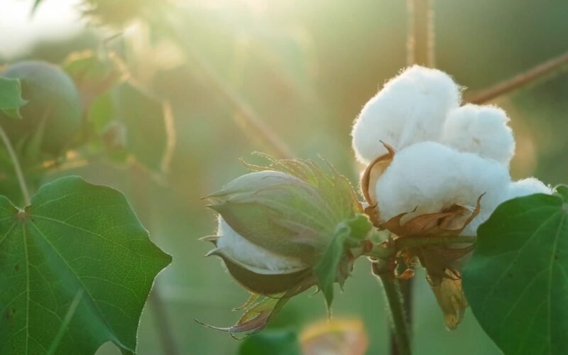 பருத்தி சாகுபடி