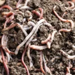 மண்புழு