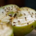 பழ ஈக்களைக் கட்டுப்படுத்தும் முறைகள்!