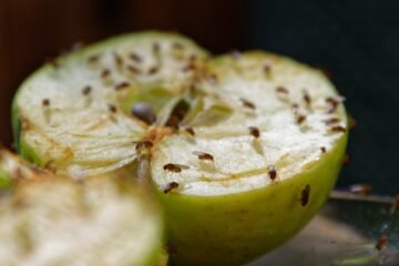 பழ ஈக்களைக் கட்டுப்படுத்தும் முறைகள்!