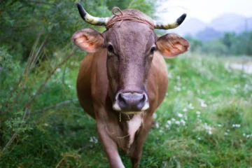 கால்நடைகளில் உண்ணிகளைக் கட்டுப்படுத்தும் முறைகள்!