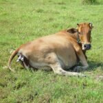 கன்று வீச்சு நோய்