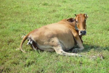 கன்று வீச்சு நோய்!