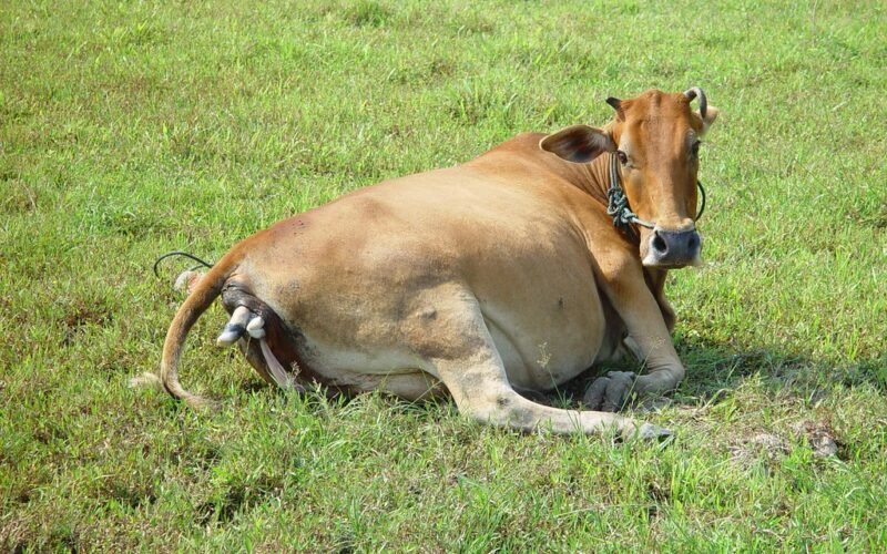 கன்று வீச்சு நோய்! 1 கன்று வீச்சு நோய்