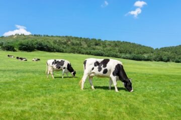 கறவை மாடுகளின் இனப்பெருக்கத் திறனை மேம்படுத்தும் முறைகள்!