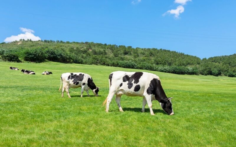 கறவை மாடுகளின் இனப்பெருக்கத் திறனை மேம்படுத்தும் முறைகள்! 1 கறவை மாடு