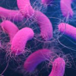 பயிர்ப் பாதுகாப்பில் உயிரியல் கட்டுப்பாட்டுக் காரணிகள்!