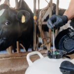 செயற்கை முறைக் கருவூட்டல்!