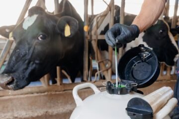 செயற்கை முறைக் கருவூட்டல்!