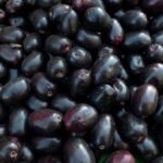 நாவற் பழங்களைக் கையாளும் முறைகள்!