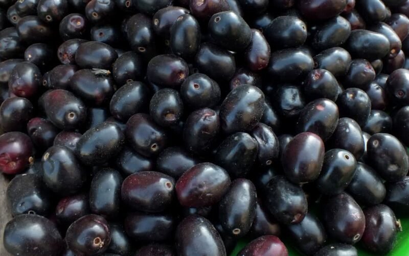 நாவற் பழங்களைக் கையாளும் முறைகள்!