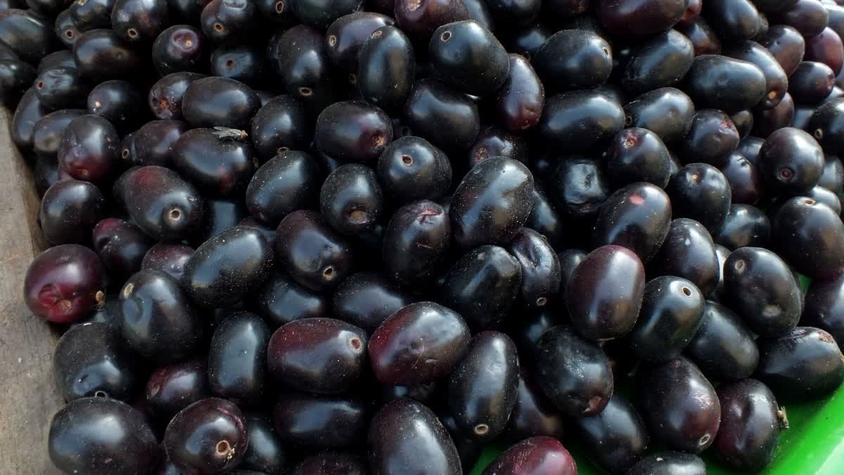 நாவற் பழங்களைக் கையாளும் முறைகள்!