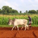 கோடை உழவு கோடி நன்மை தரும்!