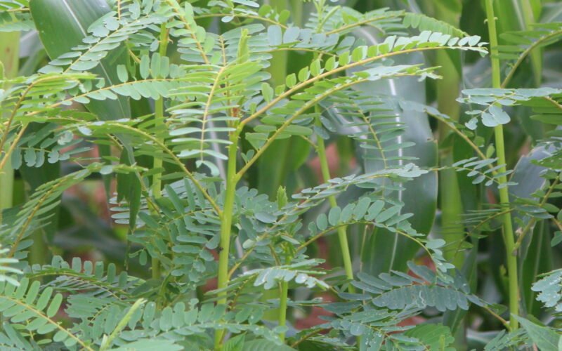 அகத்திக்கீரை சாகுபடி!