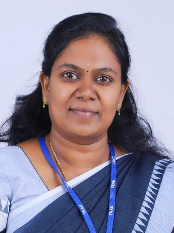 நாவற் பழங்களைக் கையாளும் முறைகள்!