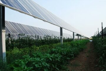 மேலே மின்சார உற்பத்தி; கீழே பயிர் சாகுபடி!