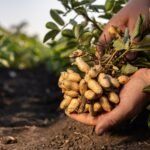 மானாவாரி நிலக்கடலைப் பயிரைத் தாக்கும் நோய்கள்!