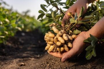 மானாவாரி நிலக்கடலைப் பயிரைத் தாக்கும் நோய்கள்!