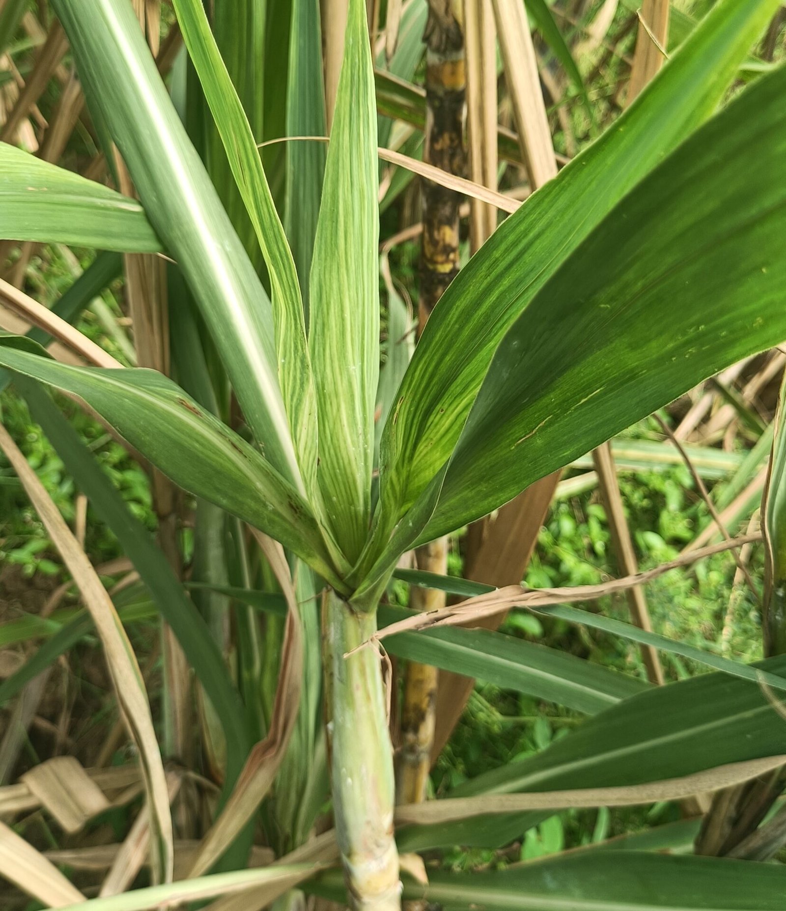 கரும்பைத் தாக்கும் குருத்து மாவுப்பூச்சி மற்றும் பொக்கஹ் போயிங் நோய் மேலாண்மை!