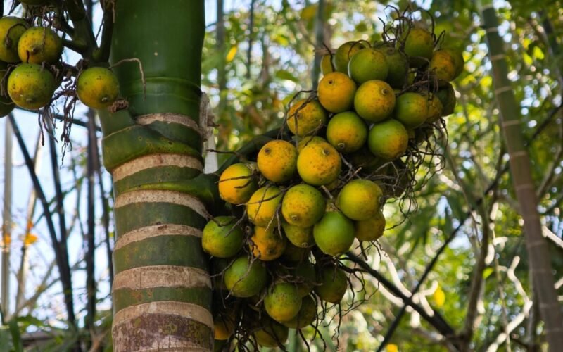 பாக்கு சாகுபடி! 1 பாக்கு சாகுபடி!