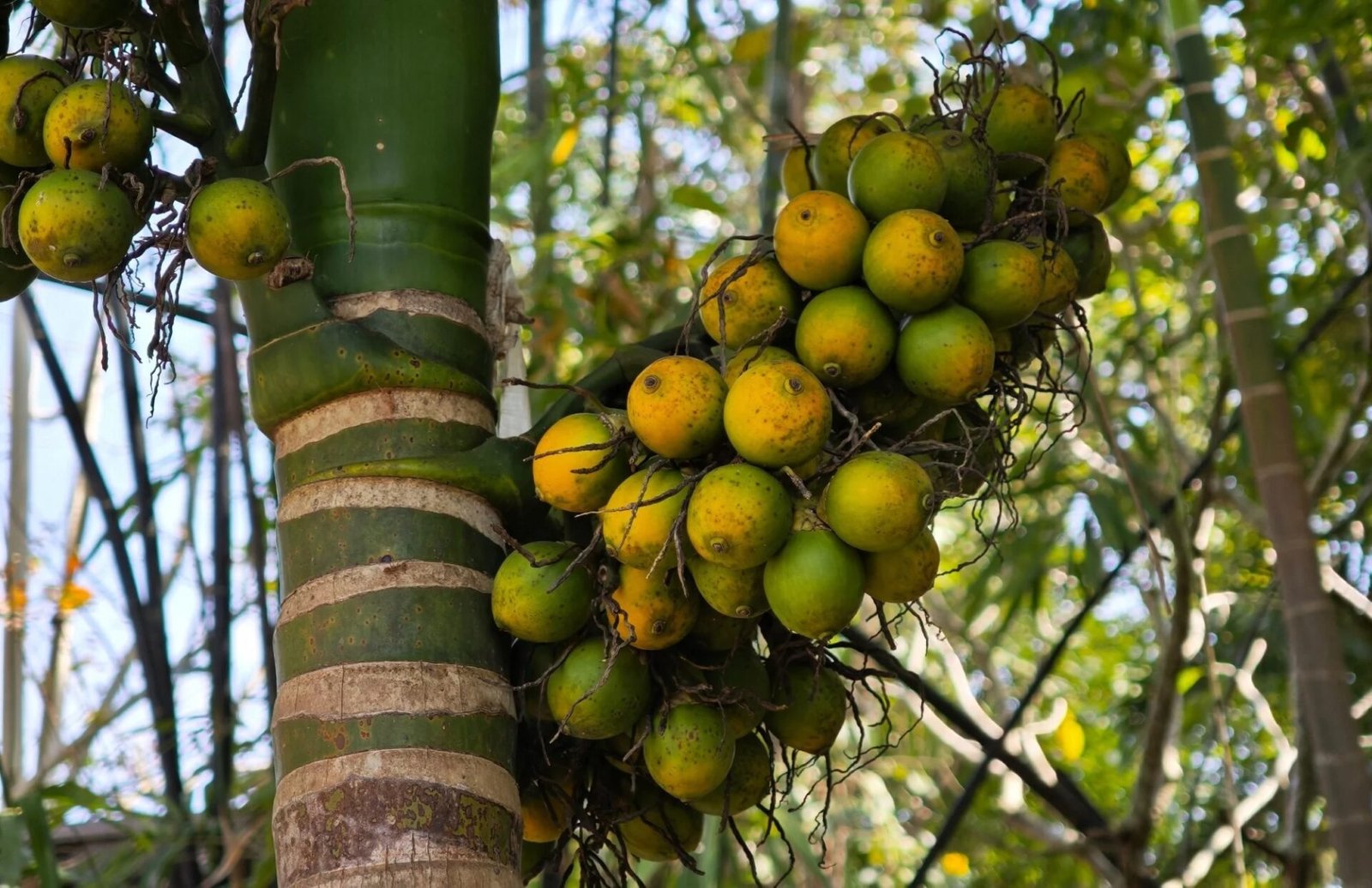 Arecanut cultivation