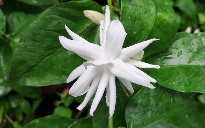 மல்லிகையில் ஒருங்கிணைந்த பூச்சி மேலாண்மை!
