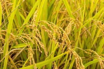 மயிலாடுதுறை மாவட்டத்துக்கு ஏற்ற சம்பா மற்றும் தாளடிப் பருவ நெல் வகைகள்!