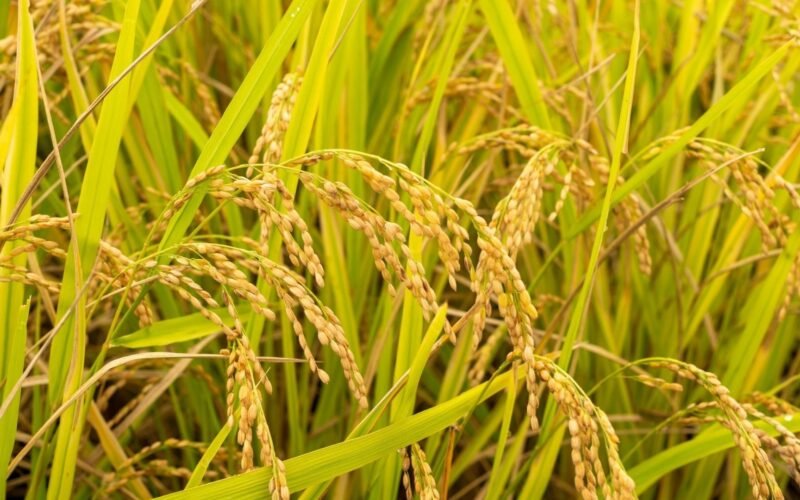 மயிலாடுதுறை மாவட்டத்துக்கு ஏற்ற சம்பா மற்றும் தாளடிப் பருவ நெல் வகைகள்! 1 samba season