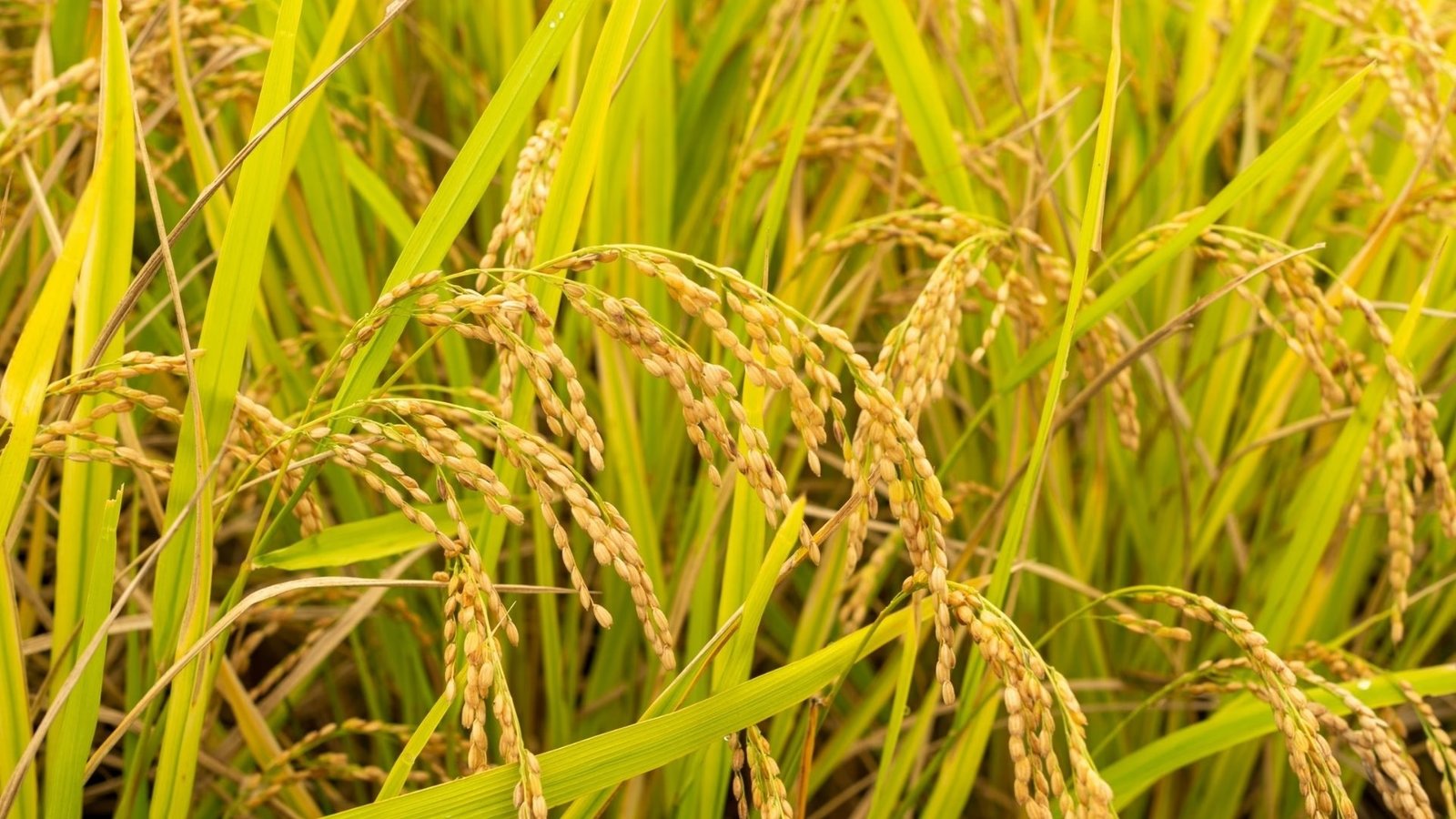 Pachai Boomi - Tamil | Agriculture | Animal Husbandary | Environment | Success Stories | Magazine | Monthly 3 மயிலாடுதுறை மாவட்டத்துக்கு ஏற்ற சம்பா மற்றும் தாளடிப் பருவ நெல் வகைகள்!