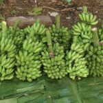 Banana Harvest