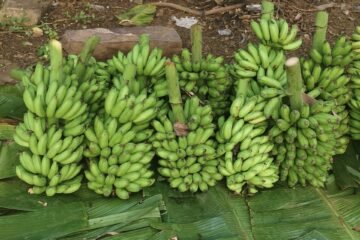 அறுவடைக்குப் பிறகு வாழைத்தார்களைத் தாக்கும் நோய்கள்!