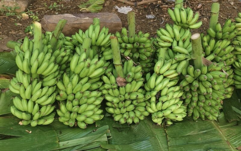 அறுவடைக்குப் பிறகு வாழைத்தார்களைத் தாக்கும் நோய்கள்! 1 Banana Harvest