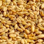 தானியங்களைக் காக்கும் ரேடியோ அலைத் தொழில் நுட்பம்!
