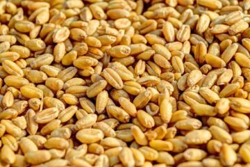 தானியங்களைக் காக்கும் ரேடியோ அலைத் தொழில் நுட்பம்!