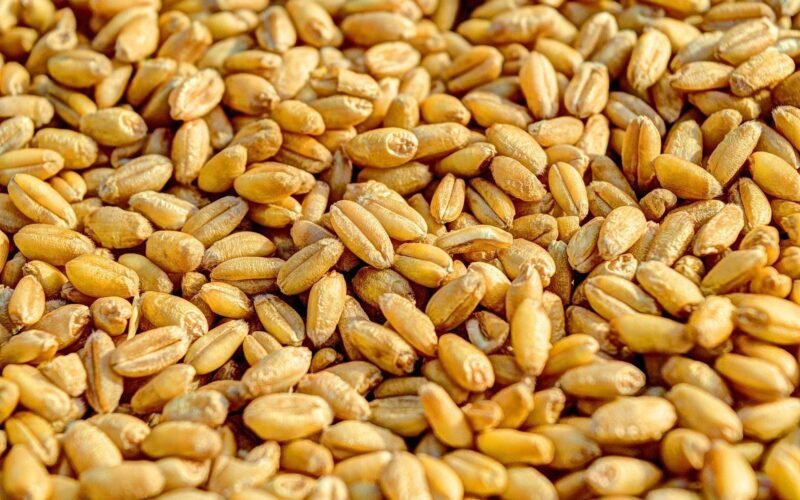 தானியங்களைக் காக்கும் ரேடியோ அலைத் தொழில் நுட்பம்! 1 தானியங்களைக் காக்கும் ரேடியோ அலைத் தொழில் நுட்பம்!