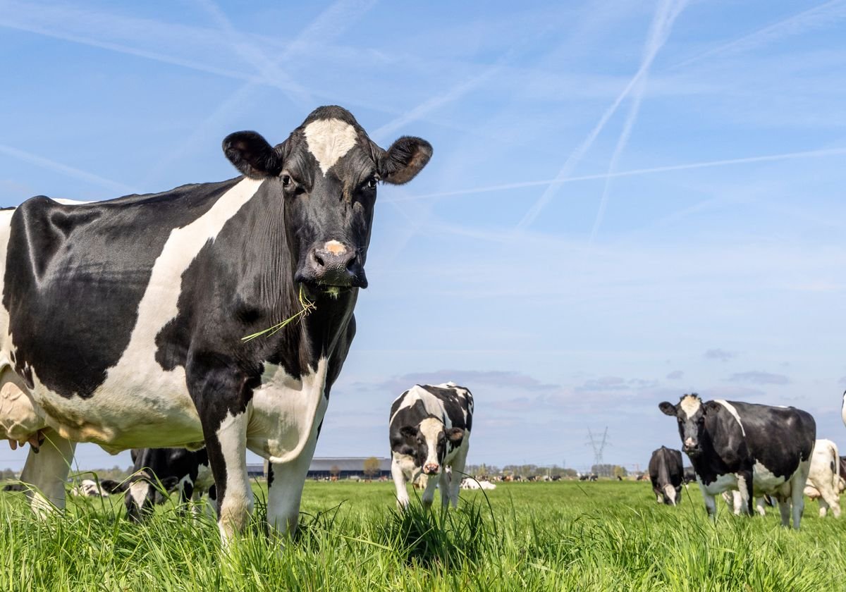cow