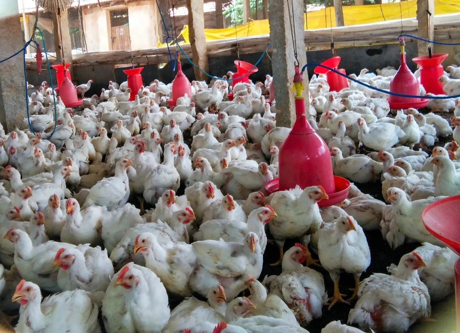 கோழிப் பண்ணைக்கான இடத்தேர்வும் பண்ணை அமைப்பும்!