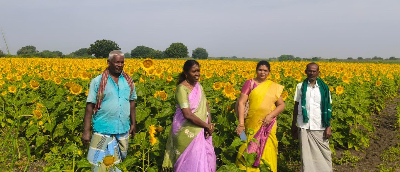 சூரியகாந்தி சாகுபடியில் உயர் மகசூலுக்கான உத்திகள்! 2 சூரியகாந்தி சாகுபடியில் உயர் மகசூலுக்கான உத்திகள்!