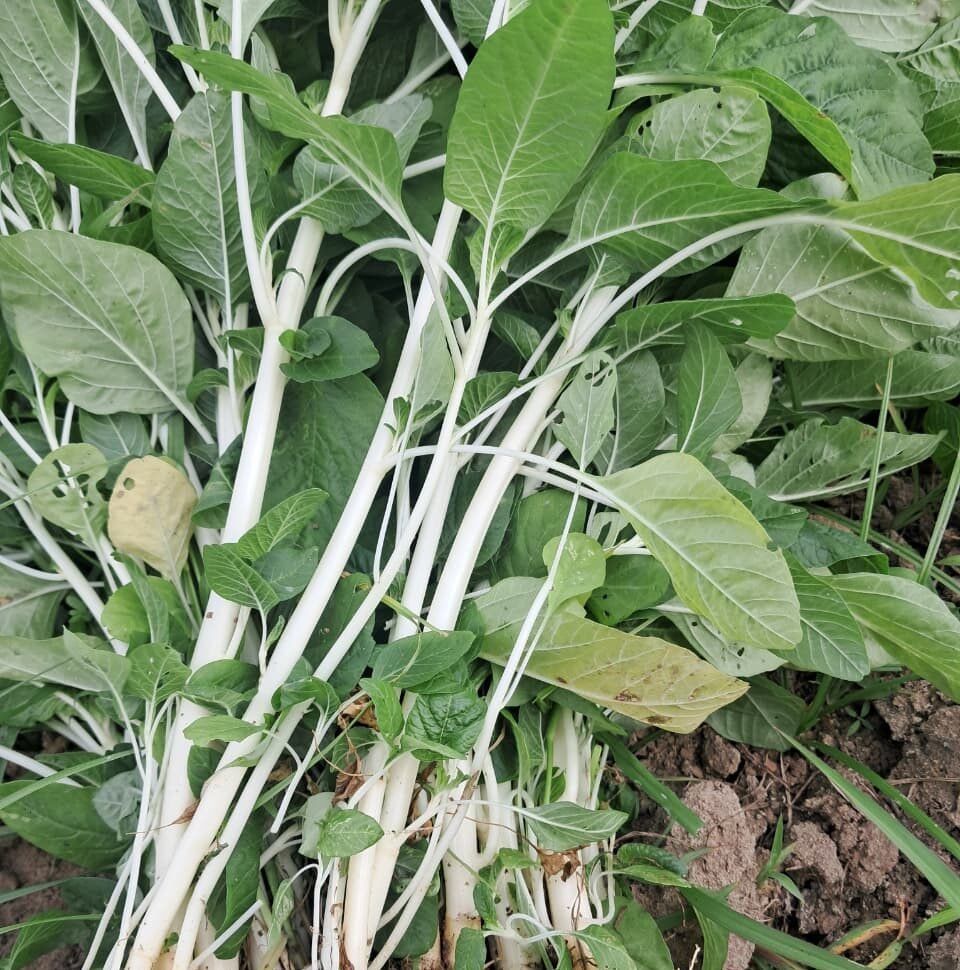 பாலூர் காய்கறி ஆராய்ச்சி நிலையக் கீரை இரகங்கள்! 2 பாலூர் காய்கறி ஆராய்ச்சி நிலையக் கீரை இரகங்கள்!